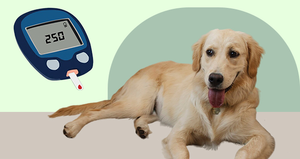 Fixed-Rate Insulin CRI in Decompensated Diabetic Dogs: A Practical Guide for Veterinarians